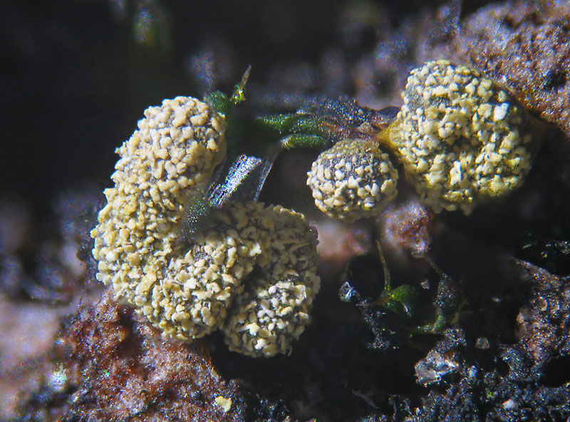 Physarum decipiens